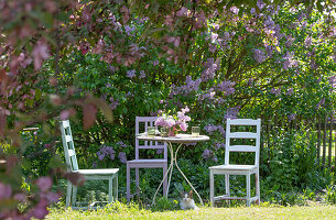 Flowering lilac 'Michel Buchner' in the garden (Syringa), ornamental apple 'Rudolph'.