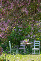 Flowering lilac 'Michel Buchner' in the garden (Syringa), ornamental apple 'Rudolph'.