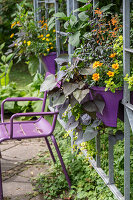 Vegetable plants and herbs in pots, marigolds, oregano, sweet potato, sage, chilli in window box