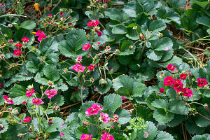 Rosenerdbeere 'Summer Breeze Rose', (Fragaria ananassa)