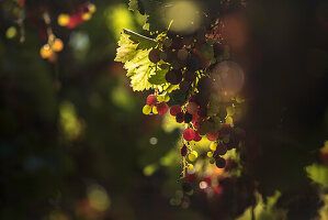 Grapes on the vine