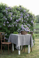 Lila Flieder im Korb auf Tisch mit Leinendecke und zwei Stühle am Fliederstrauch im Garten
