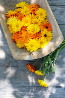 Harvested marigolds in a wooden bowl