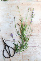 Lavendel, einzelne Blüten abgeschnitten auf Tisch