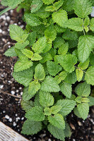 Lemon balm in a planter