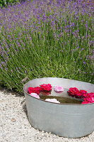 Zinkwanne mit schwimmenden Blüten und blühender Lavendel im Innenhof