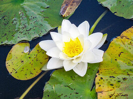 Flowering water lily (Nymphaea) in pond