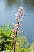 Flowering rodgersia on the shore of a lake