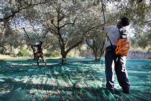 Gathering Olives With A Vibrating Comb, Offbeat Walk Along The Dry Stone Terraces And Bories At The Moulin Du Mas Des Bories, Olive Oil Estate, Chemin De La Coustade, Salon-De-Provence, Southern France, Provence Alpes Cotes D Azur, France