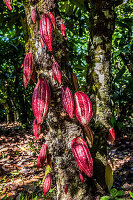 Cocoa Pods, El Sendero Del Cacao Plantation, Hacienda La Esmeralda Las Pajas, San Francisco De Macoris, Dominican Republic