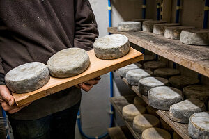 Tomme De Montagne Mountain Cheese, Ripened Cheeses (Pressed, Uncooked And Semi-Cooked Cheeses), Blomont Farm, Manzat, Combrailles, Puy De Dome, Auvergne