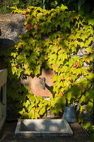 Wandbrunnen, berankt mit Wildem Wein im Garten