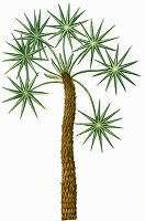 Caranna, caragne, caran, palm tree, Digitally retouched illustration