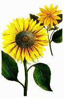 Herbst-Chrysantheme (Chrysanthemum indicum), digital retuschierte Illustration