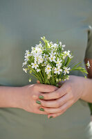 Hand holding bouquet with greater stitchwort (Rabelera holostea)