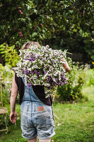 A person carrying a bundle of sea lavendar over their shoulder (Limonium vulgare)