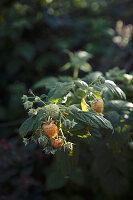 Yellow raspberries growing at a farm