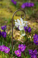 Miniblumenstrauss mit Krokusse (Crocus), Primel, Muscari und Schneeglöckchen in hängender Vase