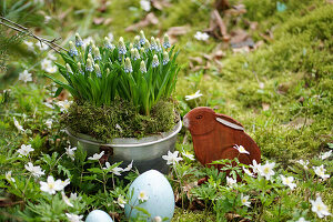 Topf mit Traubenhyazinthen (Muscari) im Garten mit Osterdekoration