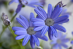 Blaue Blüten der Aschenblume, Gartenzinerarie (Pericallishybride)