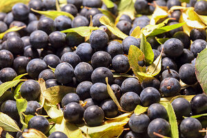 Sloes