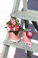 Small bouquet of bellis