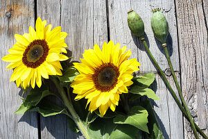 Bouquet of sunflowers and poppy capsules in milk cans