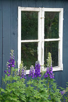 Rittersporn vor blau gestrichenem Holzhäuschen  (Delphinium)