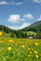 Alpine meadow at Spitzingsee (Bavaria)