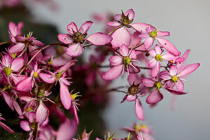 Herbststeinbrech, (Saxifraga cortusifolia var. fortunei), rosa Blüten