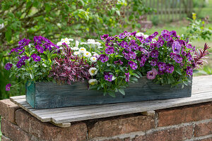 Blumenkasten mit Hornveilchen (Viola Cornuta) und Gänseblümchen (Bellis) auf Gartenmauer