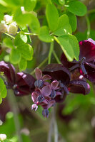 Flowering finger-leaved akebia (Akebia quinata), chocolate wine, close-up
