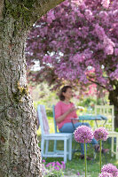 Kugellauch (Allium) und Zierapfel 'Paul Hauber' mit Frau auf Gartenstuhl