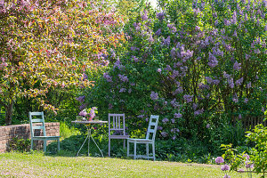 Flowering lilac bush (Syringa) and ornamental apple (Malus) 'Paul Hauber' in the garden with seating area