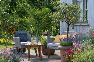 Zitronenbäumchen (Citrus), Zitrusbäumchen Kumquats (Fortunella) und Nelken (Dianthus) in Pflanztöpfen auf der Terrasse