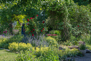 Blumenbeete im Garten mit Frauenmantel (Alchemilla), Kletterrose 'Santana' (Rosa) und Katzenminzen (Nepeta)