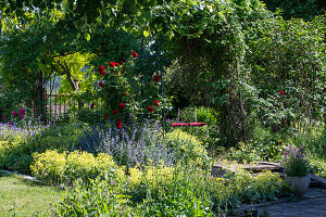 Blumenbeete im Garten mit Frauenmantel (Alchemilla), Kletterrose 'Santana' (Rosa) und Katzenminzen (Nepeta)