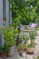 Black mulberry (Morus macroura), raspberry perennial, professional herbs (Erigeron), and mint in pots on patio