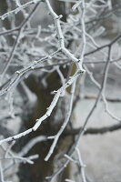 Äste mit Rauhreif im Winter