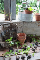 Dividing and repotting offshoots of cannon flower (Pilea peperomioides)