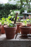 Dividing and repotting offshoots of cannon flower (Pilea peperomioides)