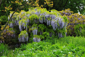 A pathway overgrown with wisteria