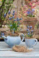 Grape hyacinths (Muscari) in old tea set with straw on wooden table