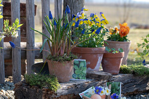 Flowerpots with horned violets (Viola Cornuta), grape hyacinths (Muscari) in flowerpots on the terrace