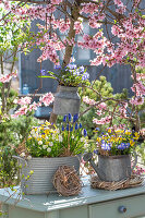 Blumenschalen aus altem Blech mit Sternhyazinthen (Chionodoxa Forbesii), Hornveilchen, Traubenhyazinthen (Muscari) vor blühendem Pfirsichbaum