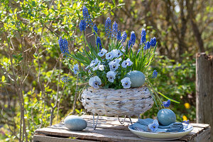 Weidenkorb mit Traubenhyazinthen (Muscari) und Hornveilchen (Viola Cornuta) auf Gartentisch mit Ostereiern