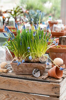 Traubenhyazinthen (Muscari) in Pflanzgefäß auf Holztisch mit Osterdeko