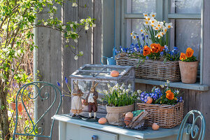 Star hyacinths, grape hyacinths, horned violets (Viola cornuta), blue stars (Scilla), daffodils in planters with Easter decorations on the terrace