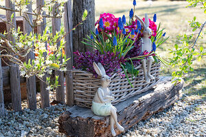 Blumenkasten mit Traubenhyazinthen (Muscari) und Frühlingsprimeln (Primula) und Osterhasenfiguren im Garten