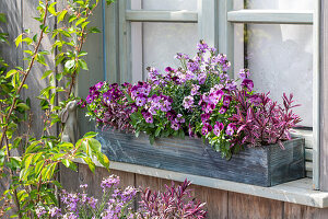 Schöteriche (Erysimum) und Hornveilchen (Viola Cornuta) in Blumenkasten auf Fensterbank